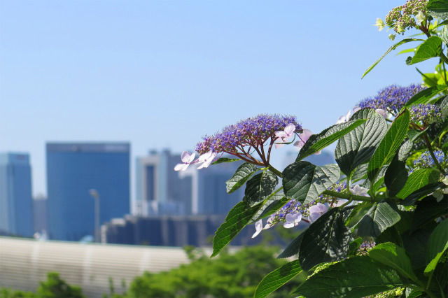 紫陽花