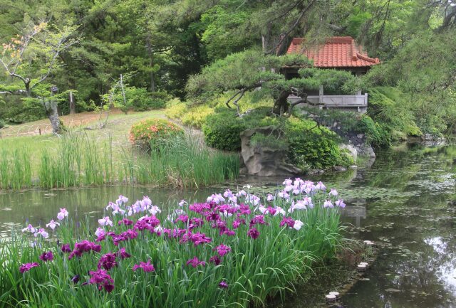 栗林公園の花しょうぶ園