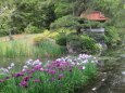 栗林公園の花しょうぶ園