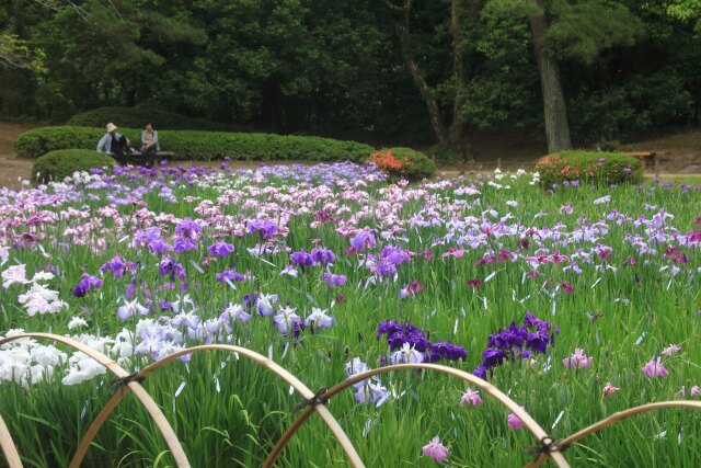 栗林公園花しょうぶ園-1