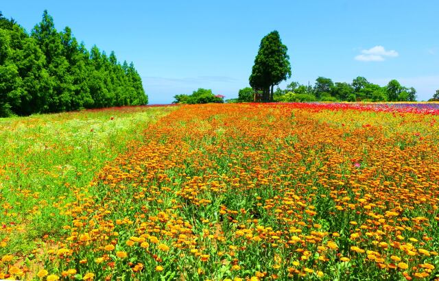 初夏のメナード青山リゾート