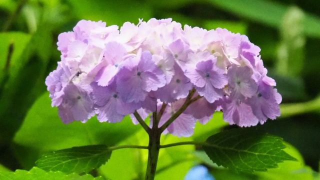 本土寺の紫陽花