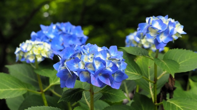 本土寺の紫陽花