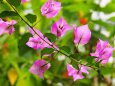 富山中央植物園のブーゲンビレア