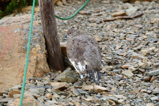 仙丈ヶ岳の雄雷鳥9