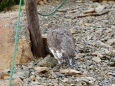 仙丈ヶ岳の雄雷鳥9