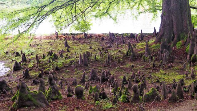 富山県中央植物園のヌマスギ