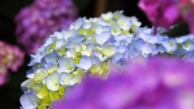 本土寺の紫陽花