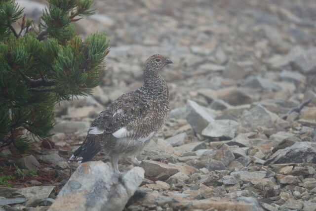 小仙丈ヶ岳のチビ雷鳥