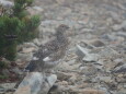 小仙丈ヶ岳のチビ雷鳥