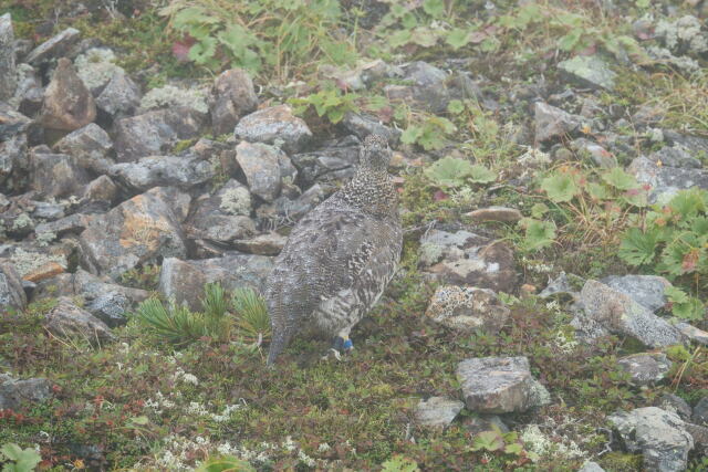 仙丈ヶ岳のママ雷鳥