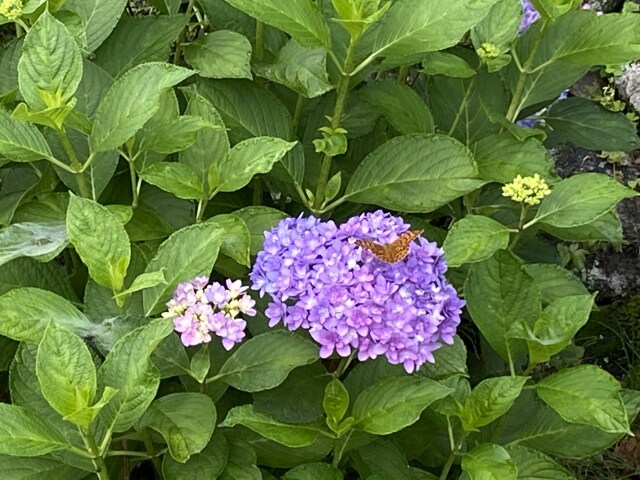 紫陽花と蝶