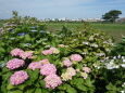 花のある風景