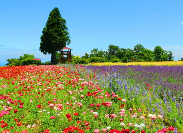 初夏のハーブ園