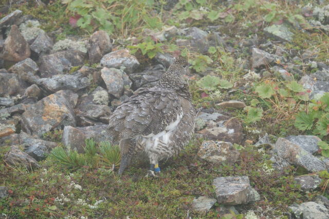 仙丈ヶ岳のママ雷鳥2