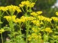 富山県中央植物園のヘンルーダ