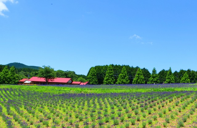 初夏のハーブ園