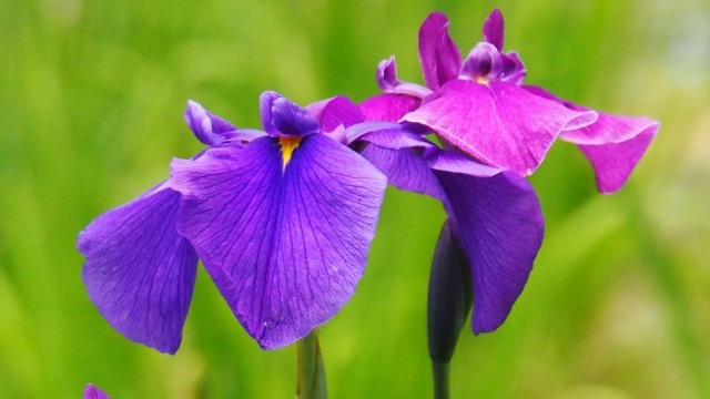 本土寺の花菖蒲