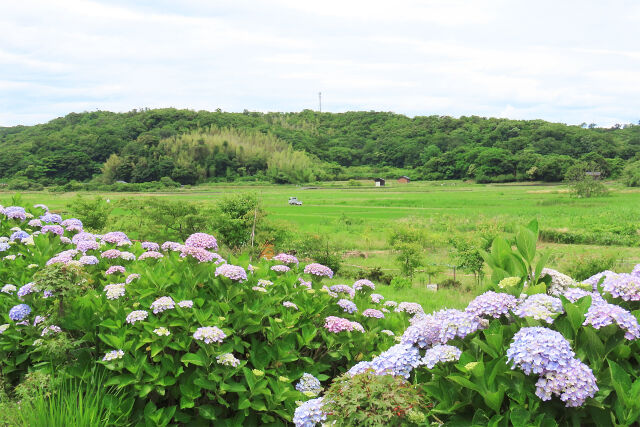 アジサイと田園風景