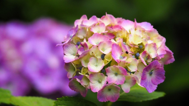 本土寺の紫陽花