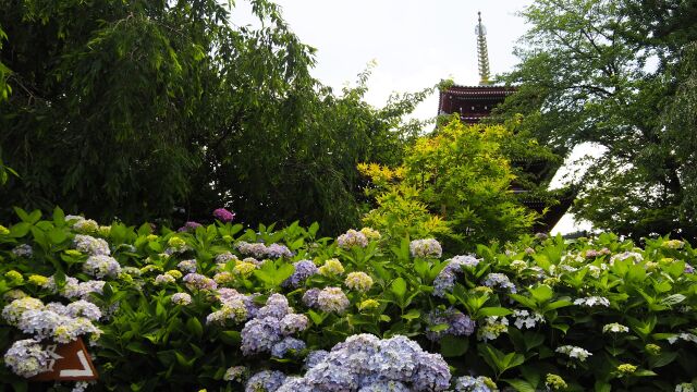 本土寺の紫陽花