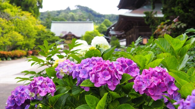 建長寺の紫陽花