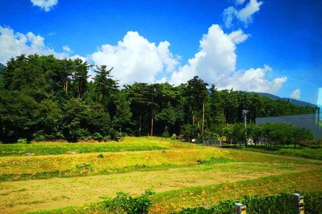 夏の里山