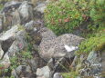 仙丈ヶ岳のチビ雷鳥