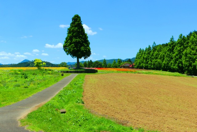 夏の青山リゾート