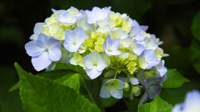 本土寺の紫陽花