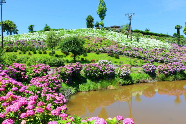 あじさい園