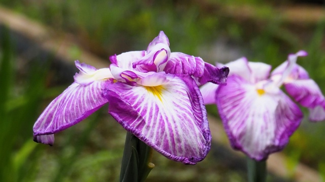 本土寺の花菖蒲