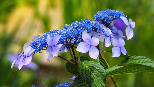 本土寺の紫陽花