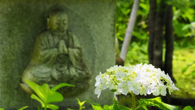 本土寺の紫陽花