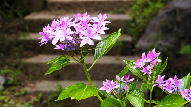 建長寺の紫陽花