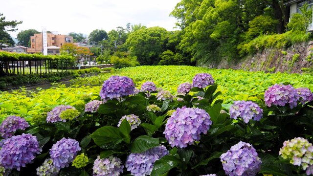 小田原城の紫陽花