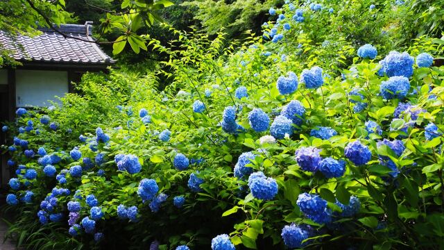 明月院の紫陽花