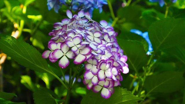 明月院の紫陽花