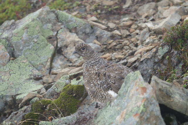 仙丈ヶ岳のチビ雷鳥5