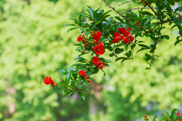 ザクロの花