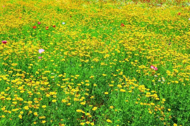 夏の花