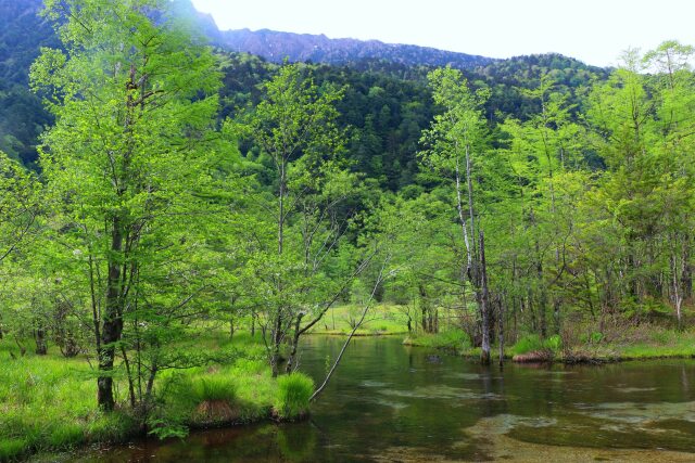 夏の田代湿原