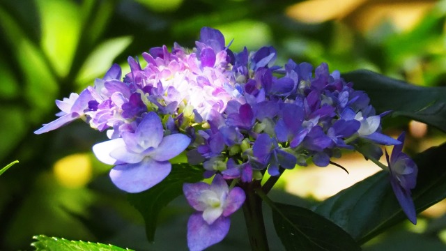 本土寺の紫陽花