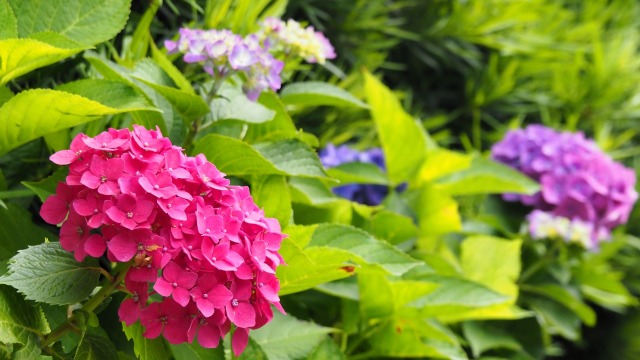 建長寺の紫陽花