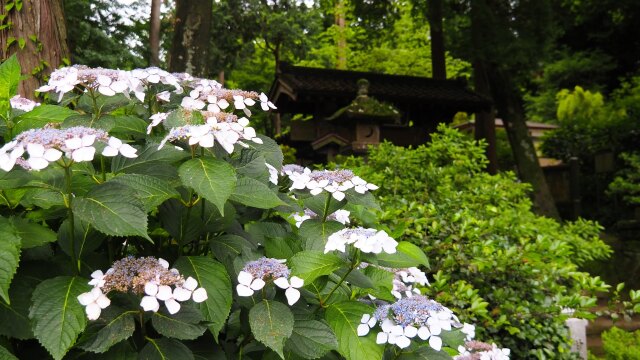 浄智寺の紫陽花