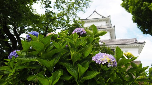 小田原城の紫陽花