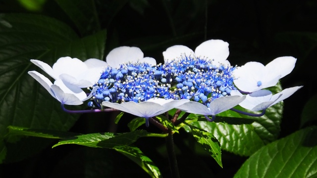 小田原城の紫陽花