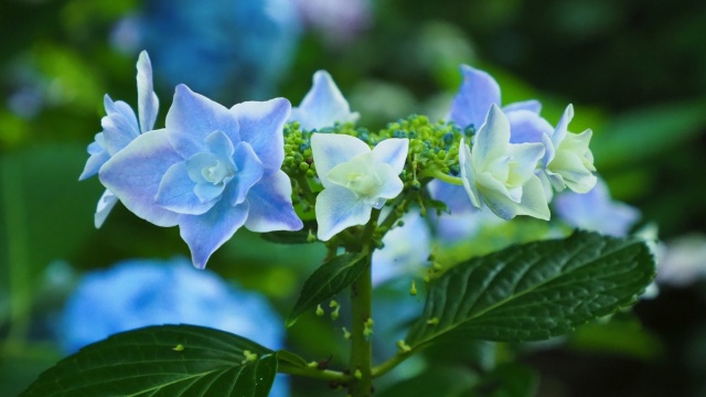 明月院の紫陽花