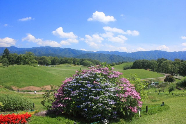 丘に咲く紫陽花