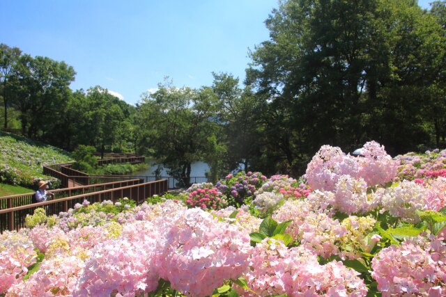 まんのう公園のアジサイ